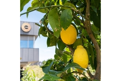 Image Lemons hanging from a tree with Givaudans logo on a building behind the tree